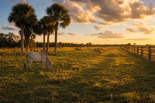 Open Osceola County cattle land with scattered live oaks and palmetto