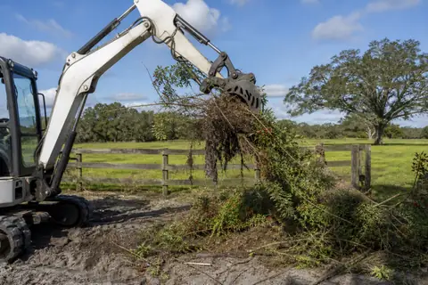 Brazilian pepper thicket cut back beside a cleared Central Florida lot edge