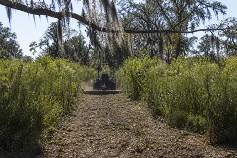 Dense Florida underbrush opened into a passable lane while mature trees remain standing