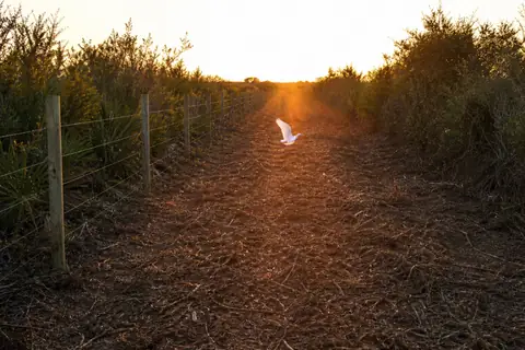 Overgrown fence line reopened through brush on a rural Florida property