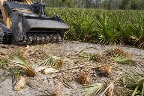 Saw palmetto clumps being reduced on a sandy Osceola County parcel