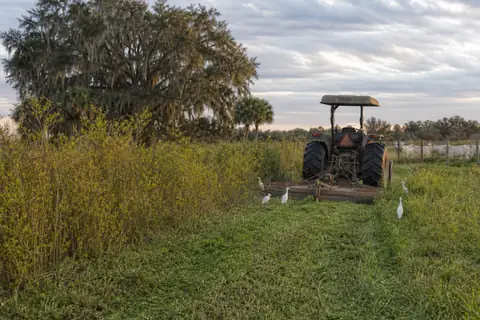 Recovered cattle pasture with palmetto and woody brush cleared between shade trees
